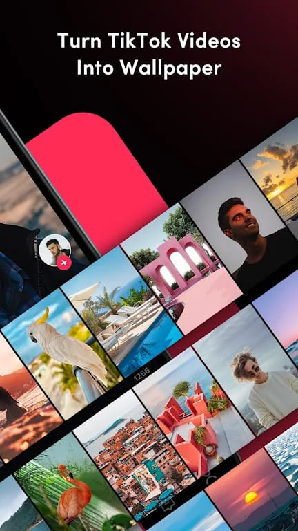 Tiktok Live Wallpaper Download