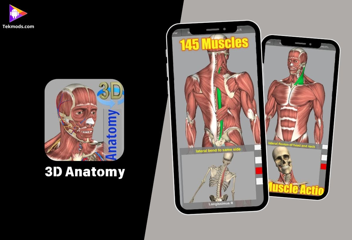3D Anatomy