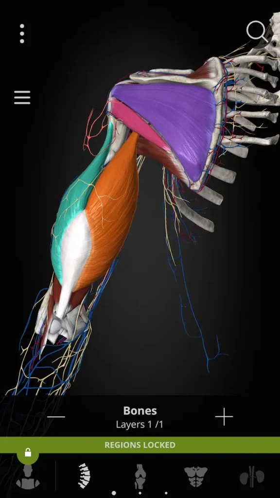 Anatomyka Atlas Mod