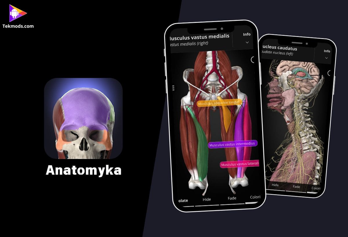 Anatomyka – 3D Anatomy Atlas