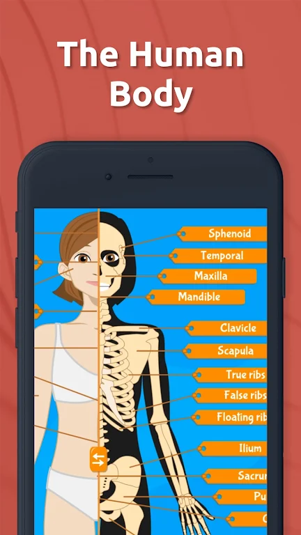 Human Anatomy Body Parts Apk