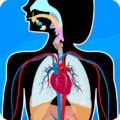 Anatomia – Atlas Corpo Humano