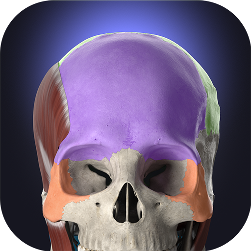 Anatomyka 3d Anatomy Atlas.png