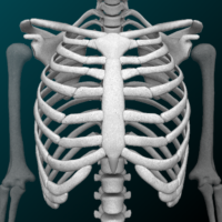 Sistema Ósseo 3D (Anatomia)
