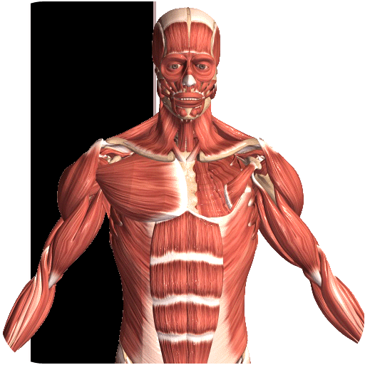 Visual Anatomy 2.png