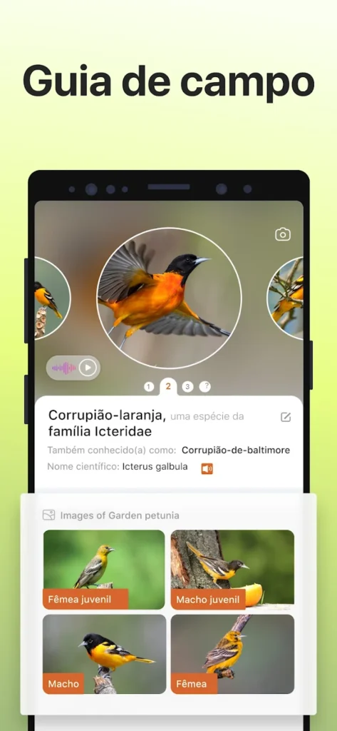 Download Picture Bird
